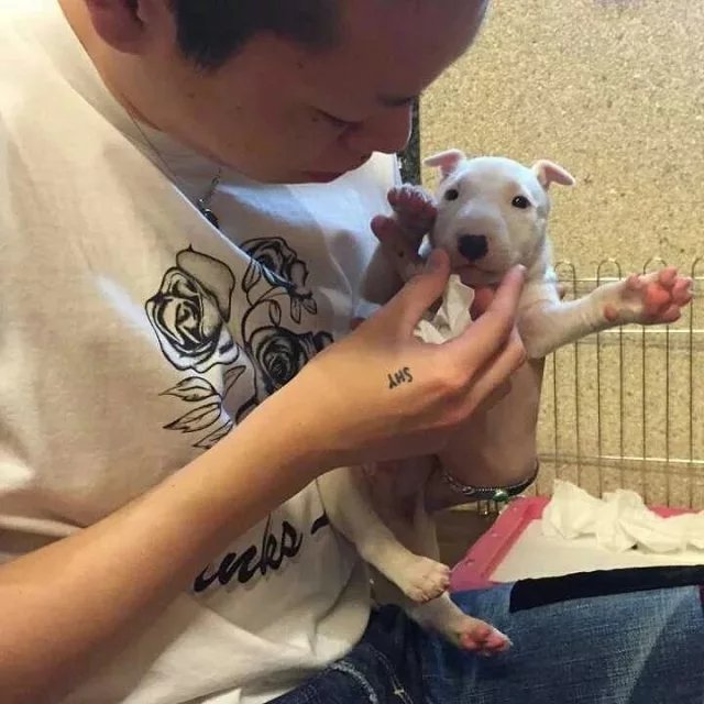 晏华发丹